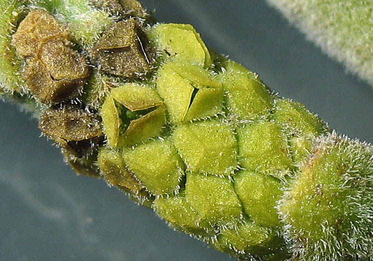 Detailed Picture 7 of Phoradendron leucarpum ssp. macrophyllum