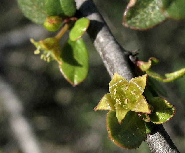 Detailed Picture 1 of Rhamnus crocea