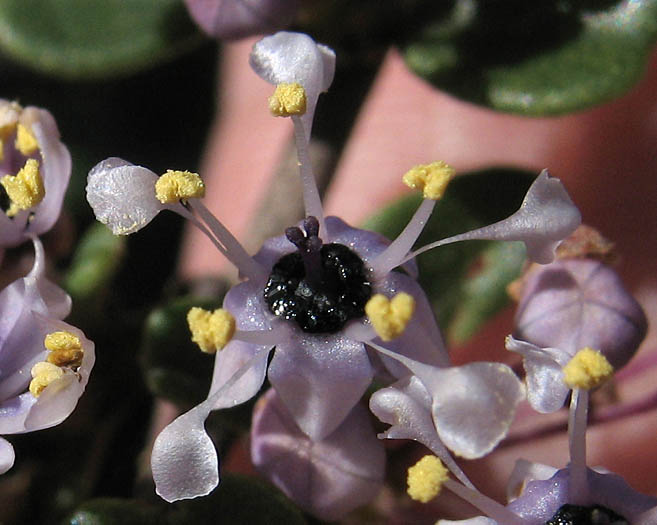 Detailed Picture 2 of Ceanothus megacarpus var. megacarpus