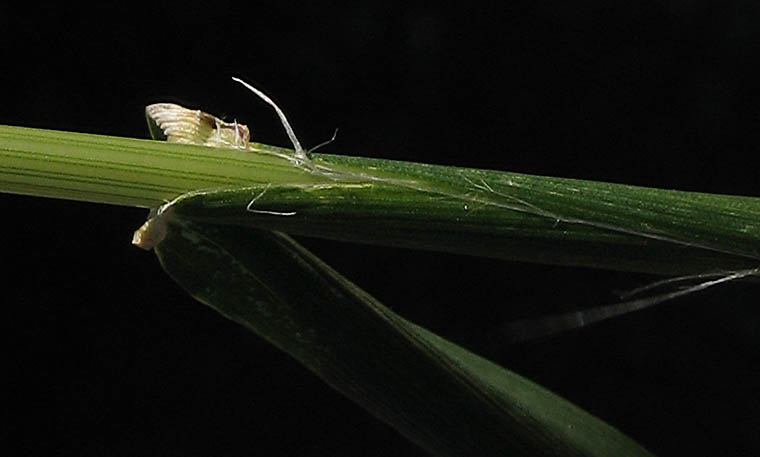 Detailed Picture 6 of Avena barbata