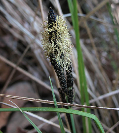 Detailed Picture 1 of Carex senta