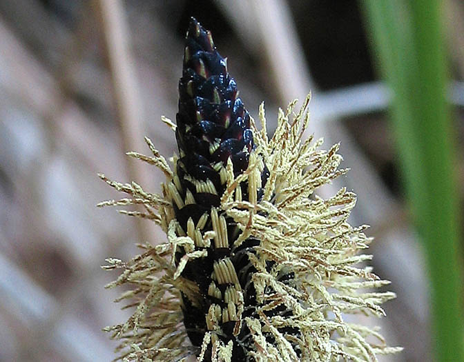 Detailed Picture 2 of Carex senta