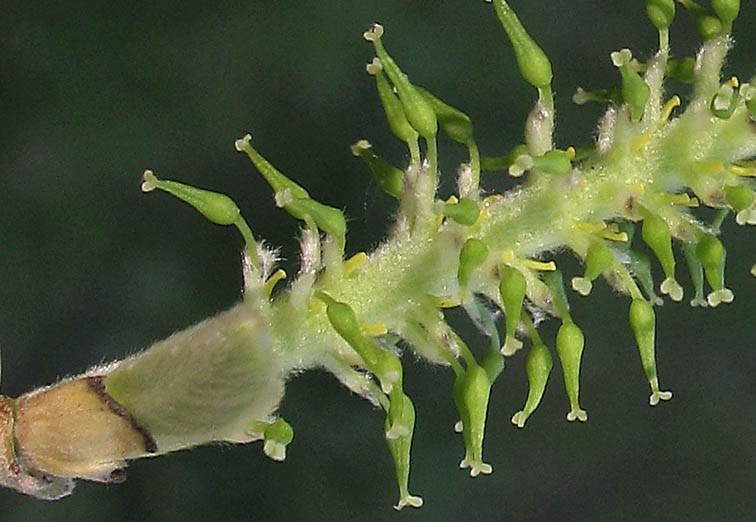 Detailed Picture 4 of Salix lasiolepis