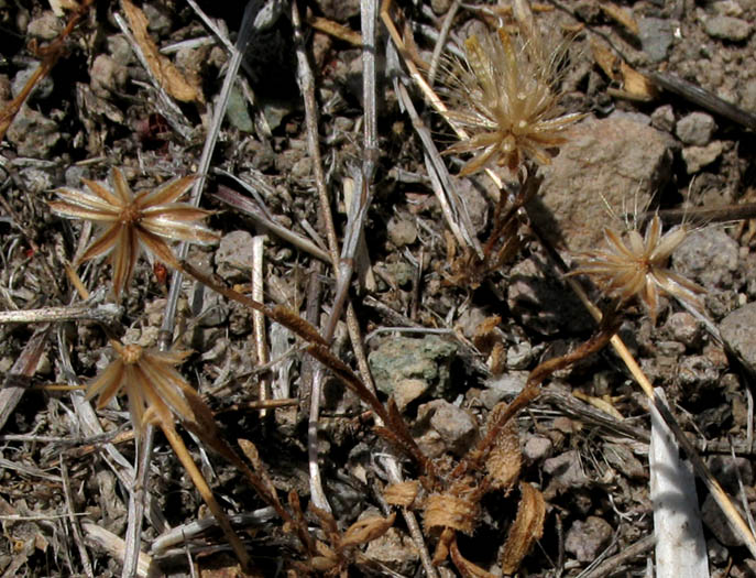 Detailed Picture 10 of Pentachaeta lyonii