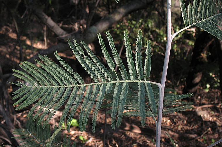 Detailed Picture 3 of Acacia dealbata