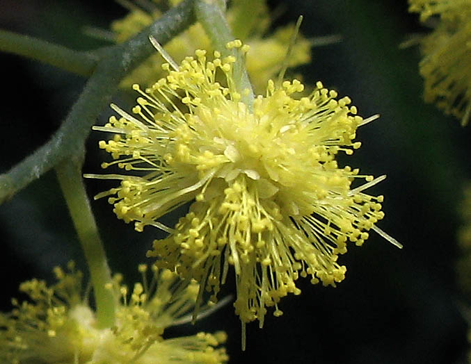 Detailed Picture 1 of Acacia dealbata