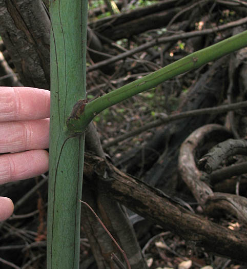 Detailed Picture 6 of Acacia dealbata