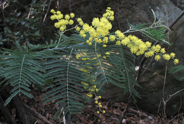 Detailed Picture 2 of Acacia dealbata