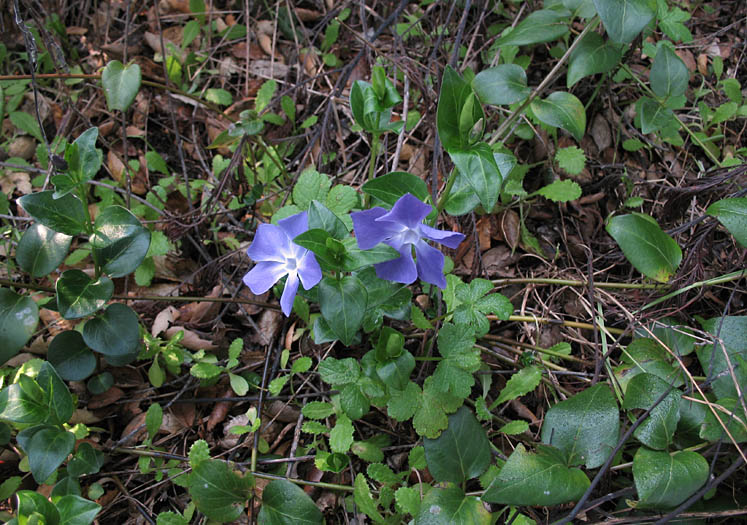 Detailed Picture 4 of Vinca major