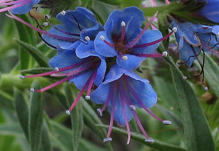 Detailed Picture 1 of Echium candicans