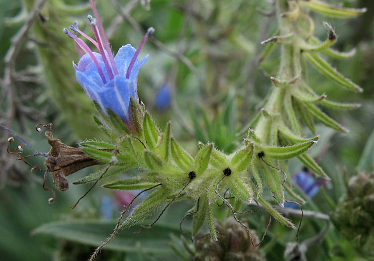 Detailed Picture 3 of Echium candicans