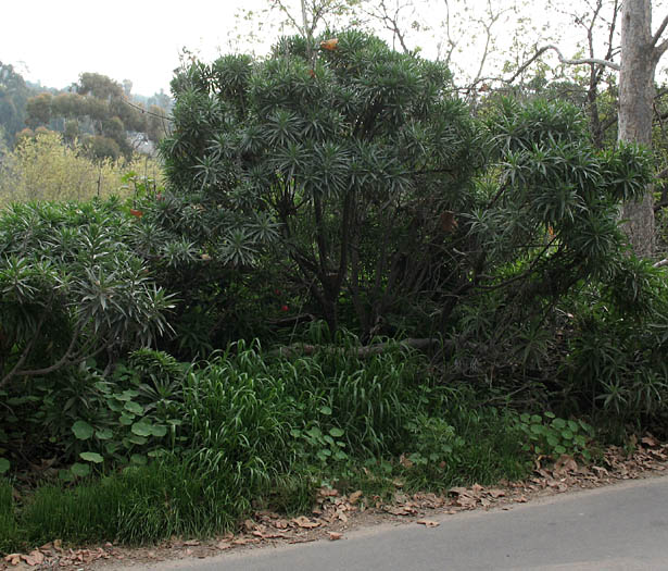 Detailed Picture 4 of Echium candicans