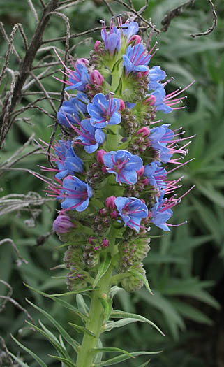 Detailed Picture 2 of Echium candicans