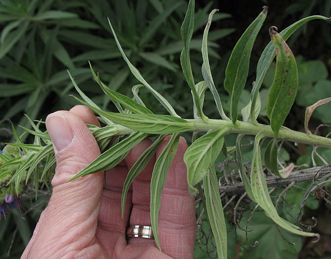 Detailed Picture 5 of Echium candicans