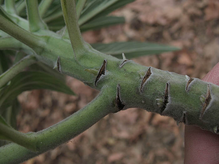 Detailed Picture 6 of Echium candicans