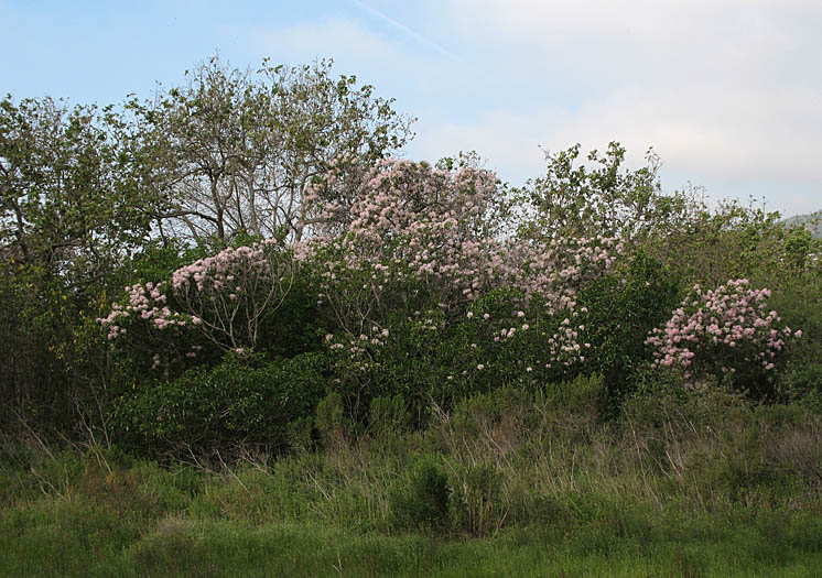 Detailed Picture 5 of Calodendrum capense