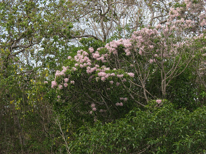 Detailed Picture 4 of Calodendrum capense