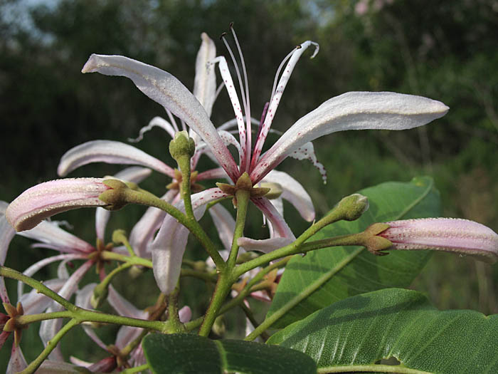 Detailed Picture 2 of Calodendrum capense