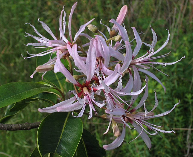 Detailed Picture 1 of Calodendrum capense