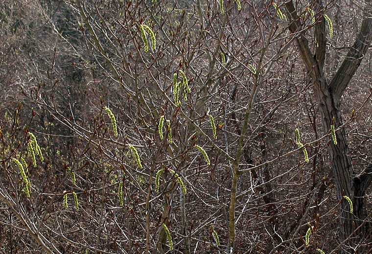 Detailed Picture 5 of Populus trichocarpa