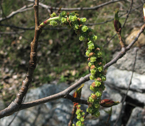 Detailed Picture 1 of Populus trichocarpa