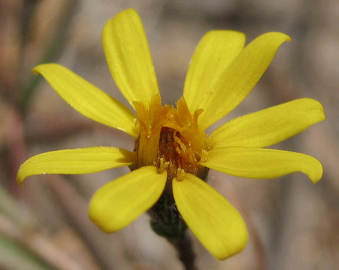 Detailed Picture 1 of Pentachaeta lyonii