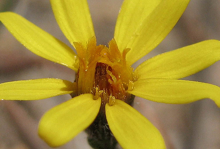 Detailed Picture 2 of Pentachaeta lyonii