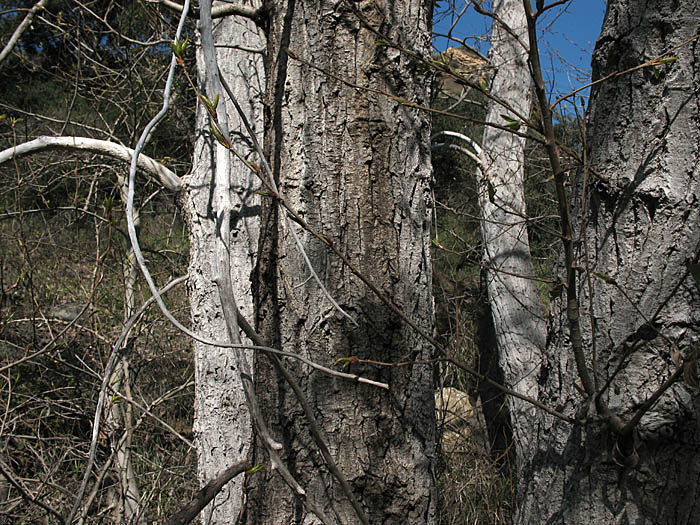 Detailed Picture 7 of Populus trichocarpa