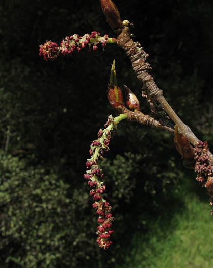 Detailed Picture 3 of Populus trichocarpa