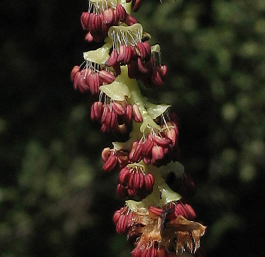 Detailed Picture 4 of Populus trichocarpa