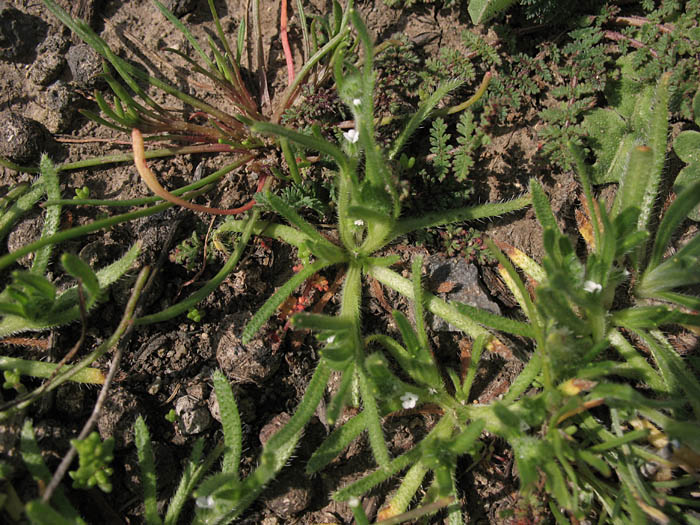 Detailed Picture 3 of Plagiobothrys collinus var. gracilis