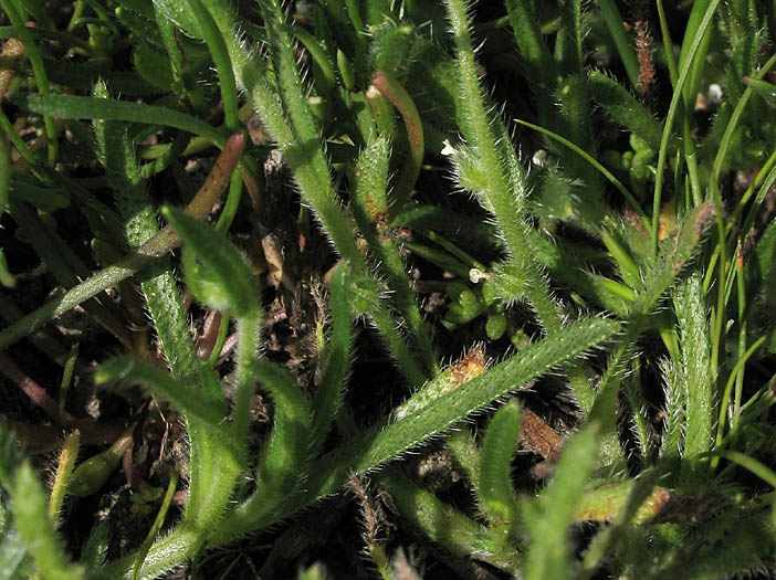 Detailed Picture 4 of Plagiobothrys collinus var. gracilis