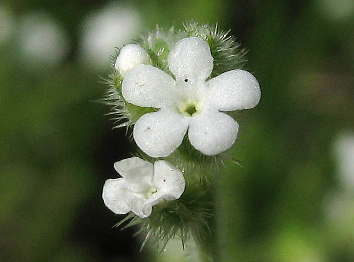 Detailed Picture 1 of Plagiobothrys collinus var. gracilis