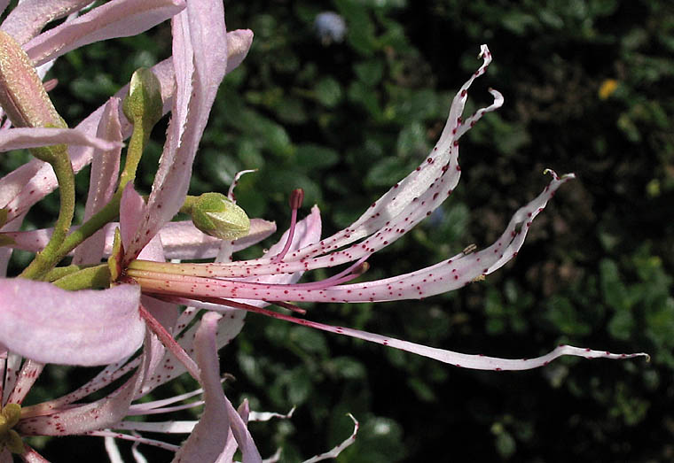 Detailed Picture 3 of Calodendrum capense