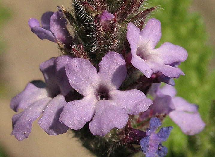 Detailed Picture 1 of Verbena lasiostachys var. scabrida