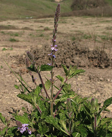 Detailed Picture 3 of Verbena lasiostachys var. scabrida