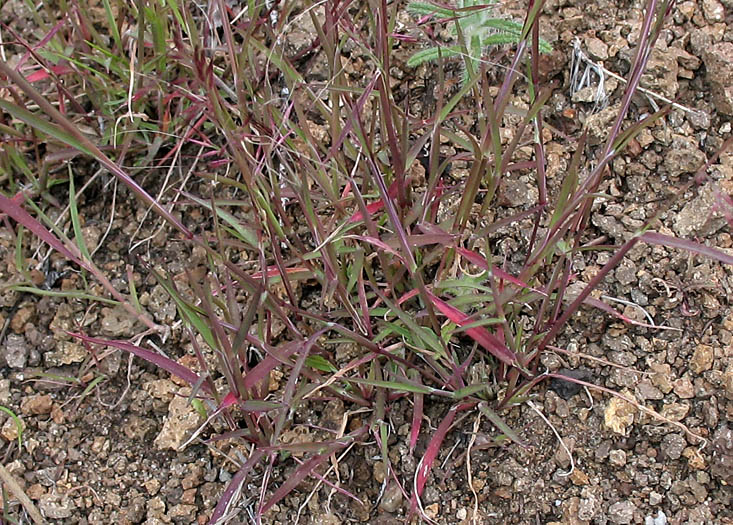 Detailed Picture 8 of Muhlenbergia microsperma