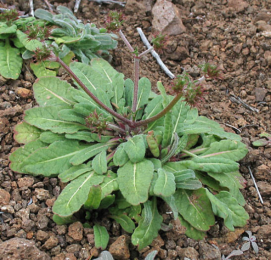 Detailed Picture 7 of Chorizanthe staticoides