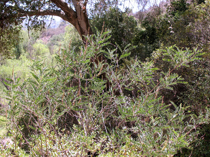 Detailed Picture 4 of Amorpha californica var. californica