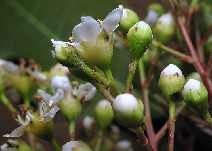 Detailed Picture 2 of Heteromeles arbutifolia