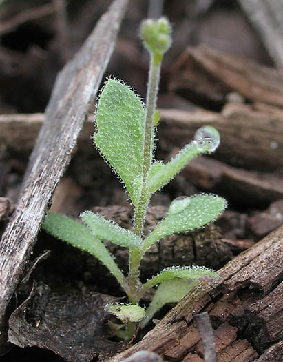 Detailed Picture 8 of Draba cuneifolia