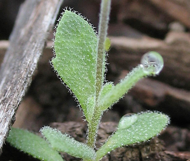 Detailed Picture 7 of Draba cuneifolia