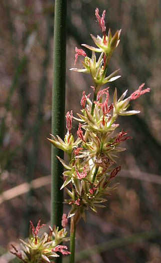 Detailed Picture 2 of Juncus textilis