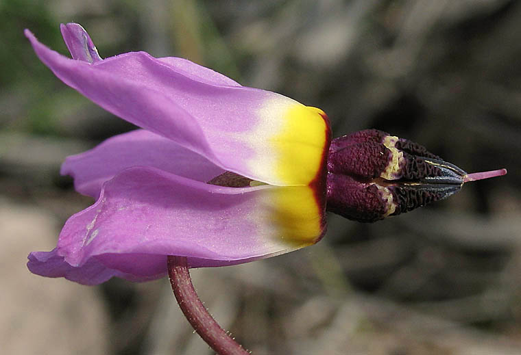 Detailed Picture 2 of Primula clevelandii