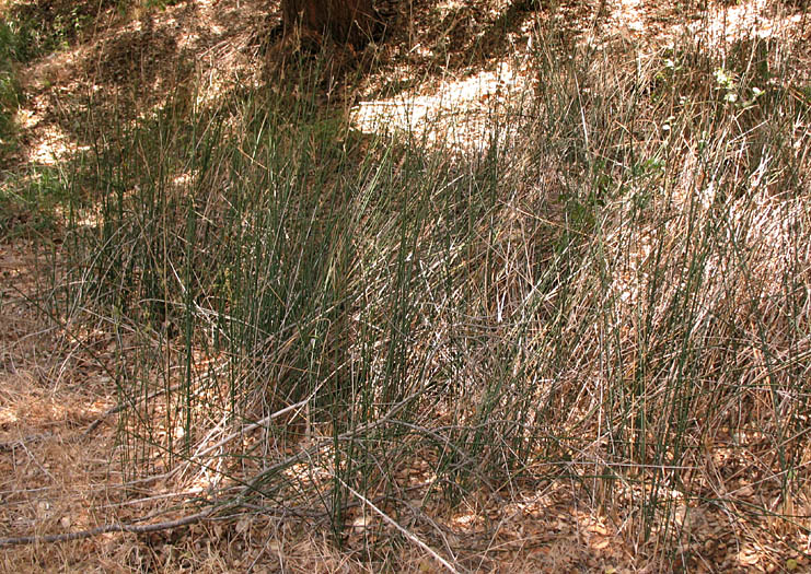 Detailed Picture 4 of Juncus textilis