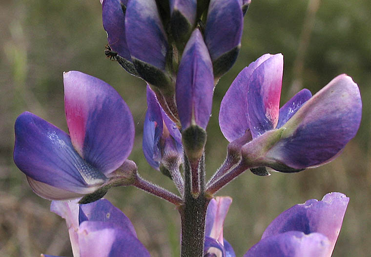 Detailed Picture 1 of Lupinus succulentus