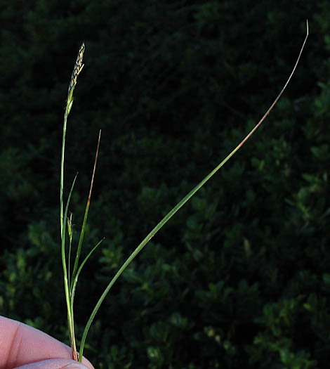 Detailed Picture 3 of Carex globosa