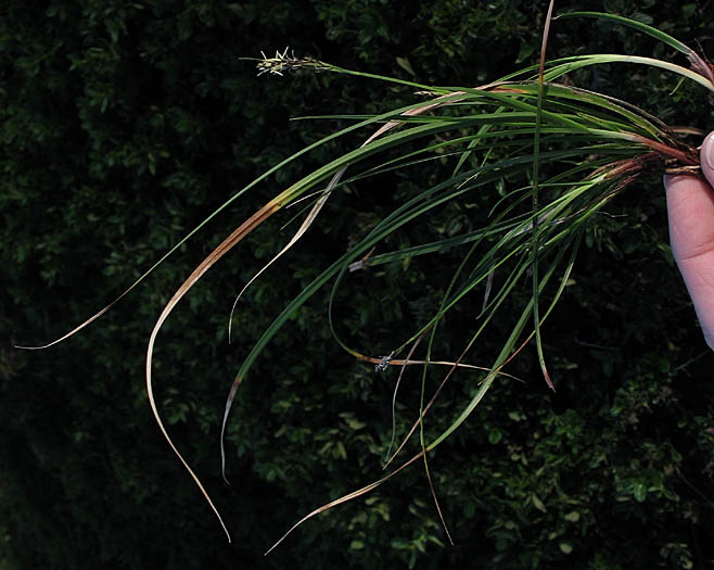 Detailed Picture 4 of Carex globosa