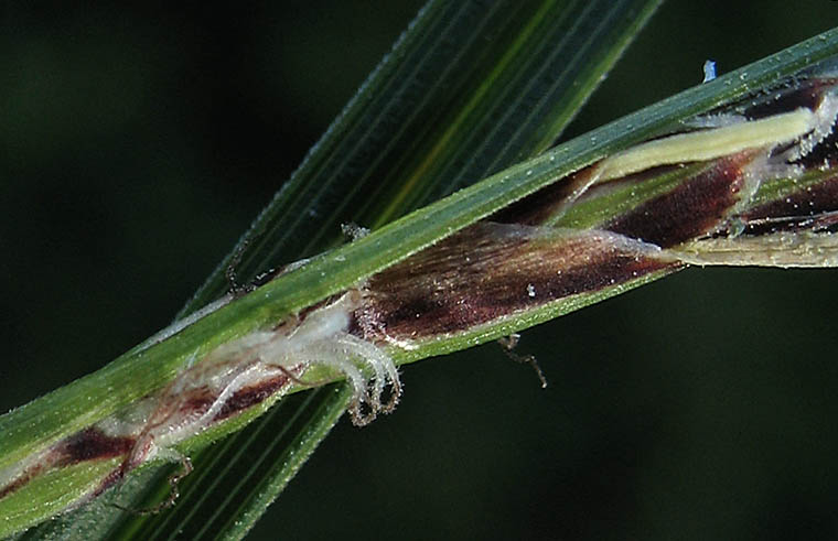 Detailed Picture 2 of Carex globosa