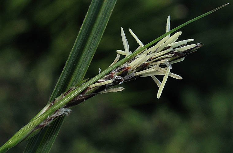 Detailed Picture 1 of Carex globosa